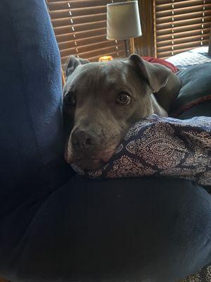 Heart Of Gold Veterinary Care