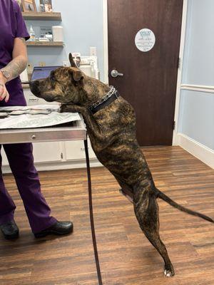 Whole Pet Veterinary Hospital Wilmington