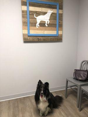 My dog in one of the exam rooms