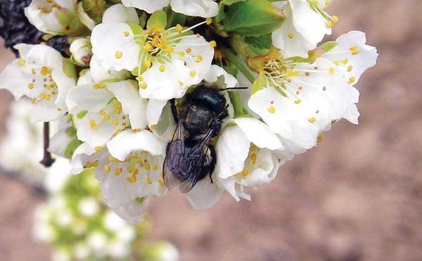 Wasatch Mason Bees