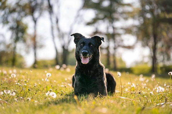 Lifeline K9 Training