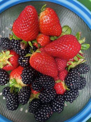 Strawberries, blackberries and raspberries from Berry Land.