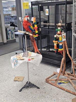 Our Feathered Friends