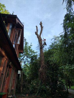 Branch Tree Care and Removal