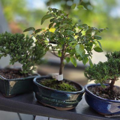 Bonsai trees reward patience and thoughtful care. Purchase one here, we'll give you the info on how to make it thrive.