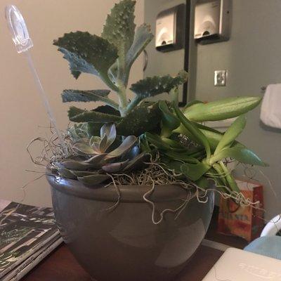 The plant my friend actually received (see cute succulent in birch vases for what I thought I was ordering)