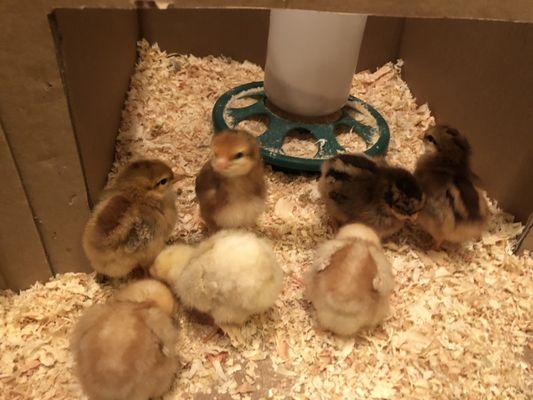 Chicks