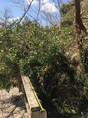 Sawz Out Tree Services