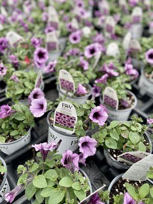 Proven Winners $6.25 per pot