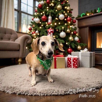 Jensen Beach Salty Dog