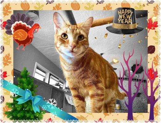 Joyful Pets and Homes