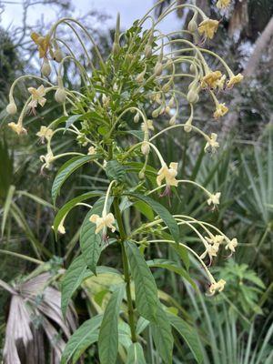 Phillippi Estate Park