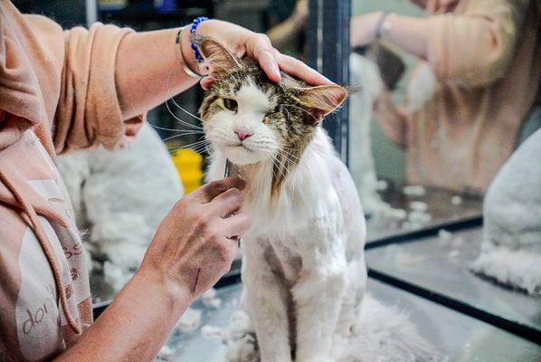 don't stress meowt - Cat Cafe