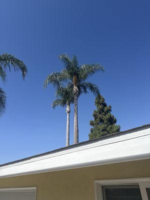 Beach Tree Service