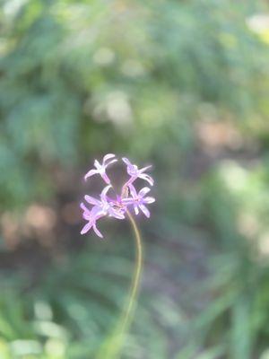 Live Oak County Park