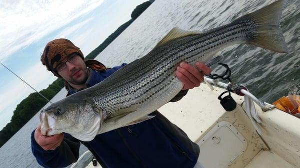 Lake Lanier Striper