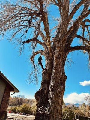 Tree Carver