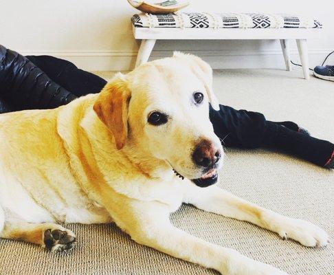 Winston, Reiki session #2