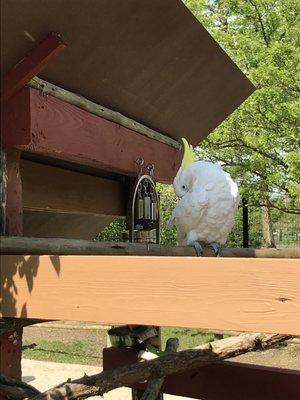 Sulfur crested cockatoo