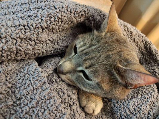 Lethargic not drinking nor eliminating