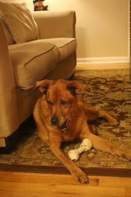 Reese, my fur baby! Thanks Harmony for taking care of me when I was sick.