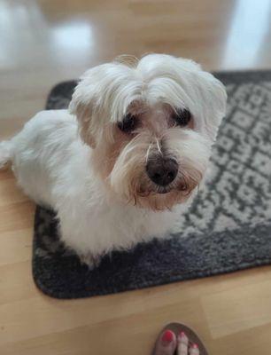 Animal Hospital By the Sea