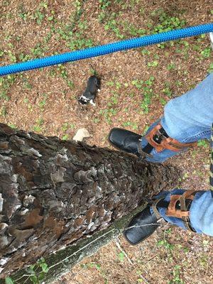 Newtons Tree Removal