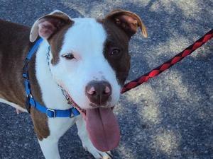 West Warwick Animal Shelter