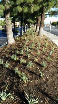 Ultimate Landscaping Services