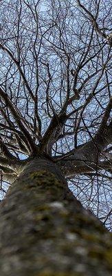 A Touch of Class Tree Service