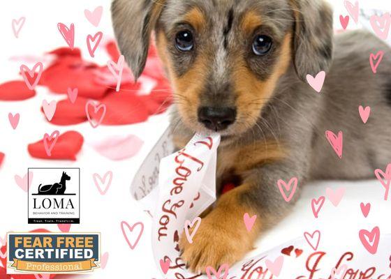 LOMA Behavior & Pet Training