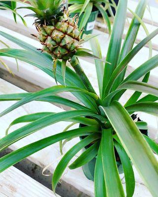 Pineapple plant :)