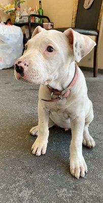 Sarah & Mika's Pet Sitting