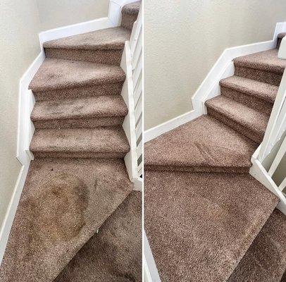 Best carpet and upholstery cleaning company