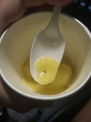 Bug in water ice!!!