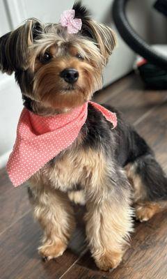 Camila’s Pet Grooming