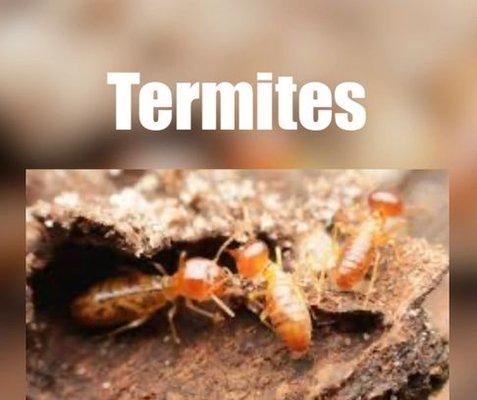 First Solutions Pest & Home Services