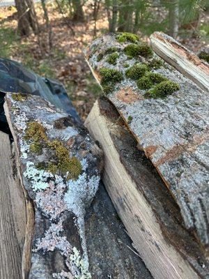 Kiln-dried? I don't think so. This is the last time AJT.