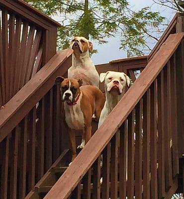 Mommy and Me Pet Sitters