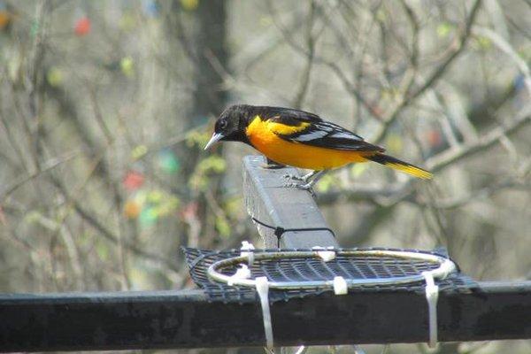 The Woodland Bed & Breakfast