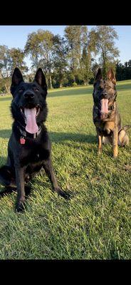 Hickory Hill Pet Care Center