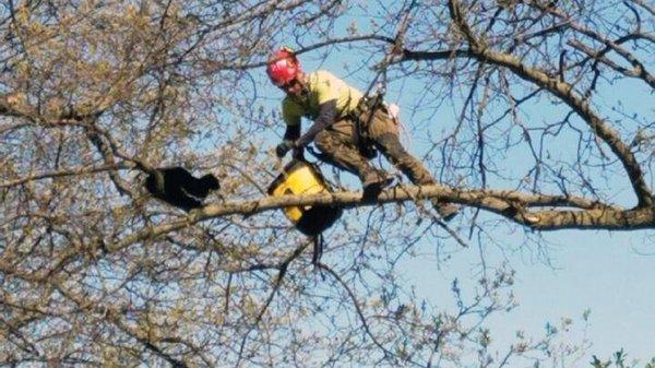 Cat in a Tree Rescue
