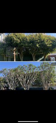 Arias tree and garden service