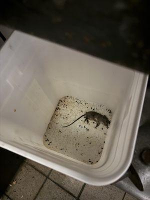 Mimmo’s Pizza & Ristorante - Merritt Island