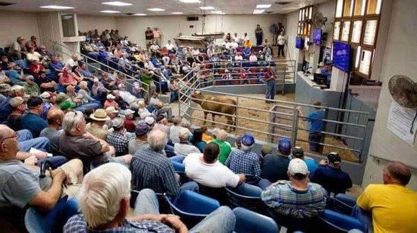 Here is what our Auction Room looks like.