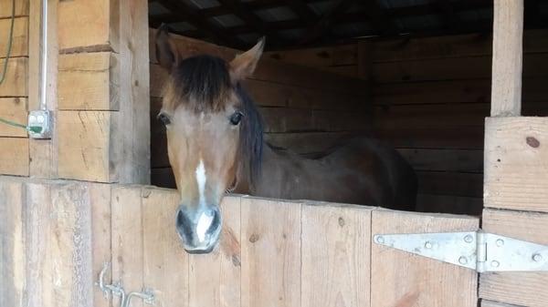 Cash our 2yr old colt rehbilitating from a barn fire in 2014.
