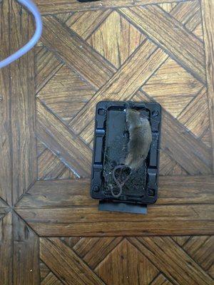 This happened every single day. Mom had to wake up at 4am everyday to sweep and mop the rat droppings from the floor.