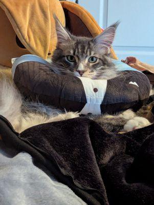 Rocky Mountain Spay Neuter