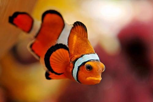 Living Water Aquariums