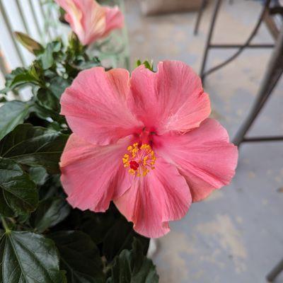 Paradise AC Solutions